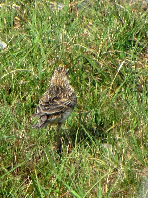 ④ モリヒバリ　成鳥　バレンシア島　アイルランド　Valencia Island, Ireland　2009/06/04　Photo by Kohyuh