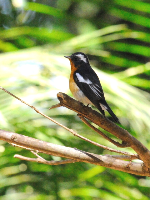 ① ムギマキ ♂　成鳥　カオヤイ国立公園　タイ　Khao Yai National Park, Thailand<　2014/01/28　Photo by Kohyuh