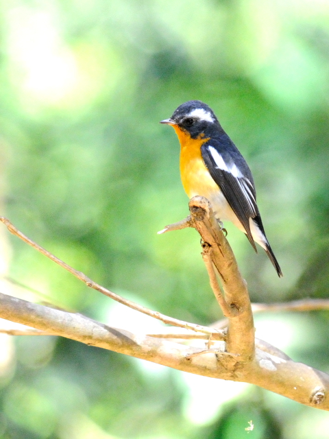 ② ムギマキ ♂　成鳥　カオヤイ国立公園　タイ　Khao Yai National Park, Thailand<　2014/01/28　Photo by Kohyuh