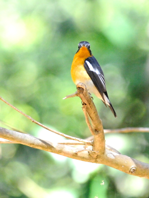 ③ ムギマキ ♂　成鳥　カオヤイ国立公園　タイ　Khao Yai National Park, Thailand<　2014/01/28　Photo by Kohyuh