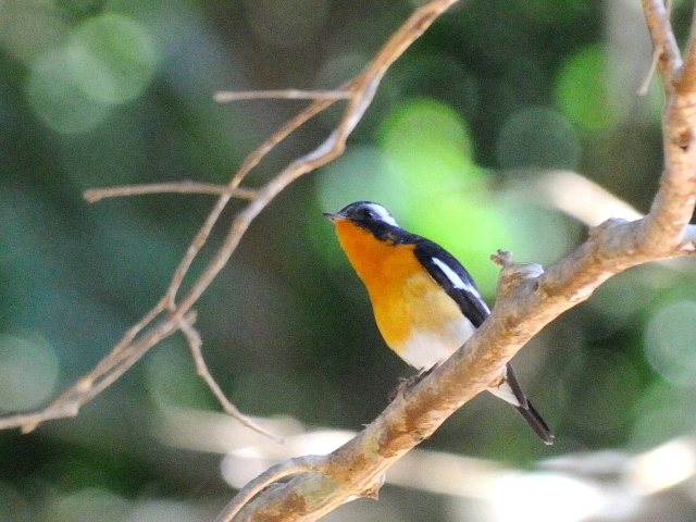 ④ ムギマキ ♂　成鳥　カオヤイ国立公園　タイ　Khao Yai National Park, Thailand<　2014/01/28　Photo by Kohyuh