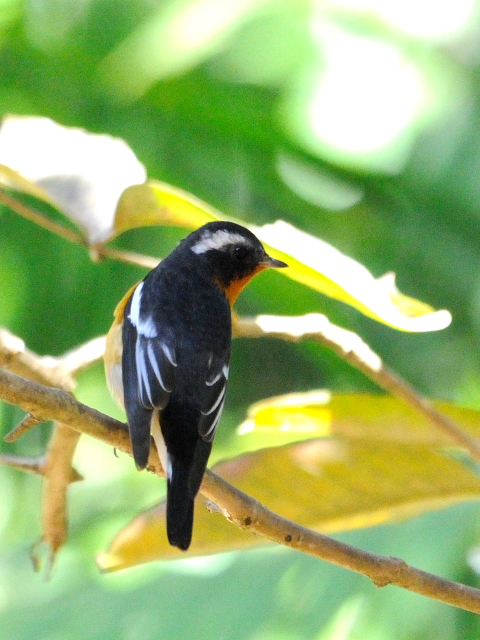 ⑤ ムギマキ ♂　成鳥　カオヤイ国立公園　タイ　Khao Yai National Park, Thailand<　2014/01/28　Photo by Kohyuh