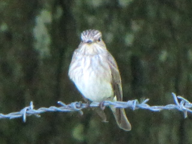 ① ムナフヒタキ　成鳥　夏羽　　キャッシェル　アイルランド　Cashel, Ireland　2009/06/02 Photo by Kohyuh