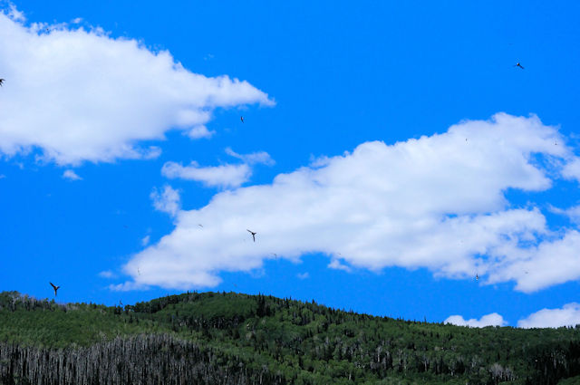 ムナジロアマツバメ （２態-2）　マンチ・ラサール国立森林　Manti-Lasal National Foresut, Utah, USA　2013/06/27　Photo by Kohyuh