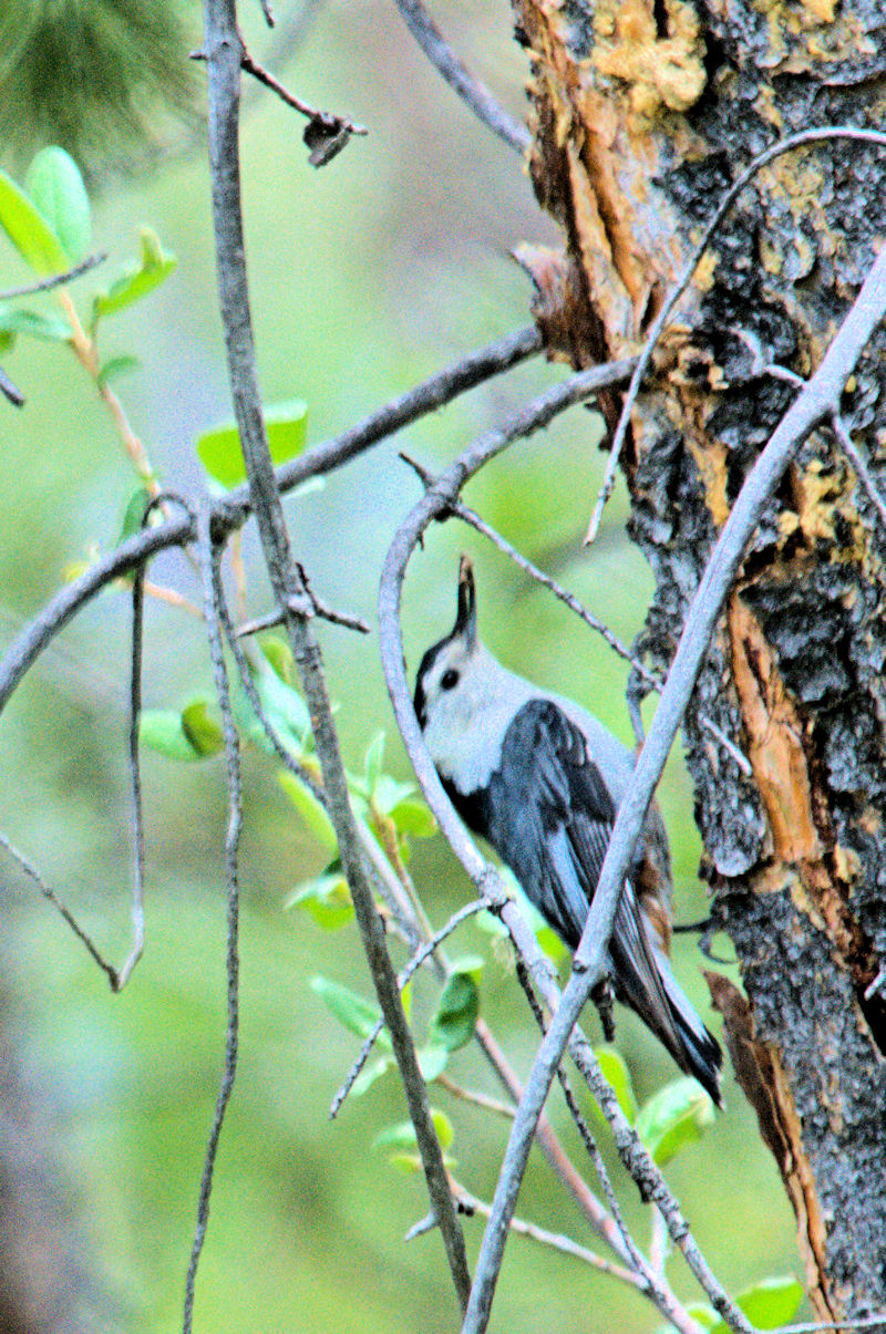 ムナジロゴジュウカラ 成鳥 （５態-1）　グランドレイク　コロラド州　米国　Grand Lake, Colorado, America　2013/06/30　Photo by Kohyuh