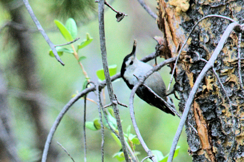 ムナジロゴジュウカラ 成鳥 （５態-2）　グランドレイク　コロラド州　米国　Grand Lake, Colorado, America　2013/06/30　Photo by Kohyuh