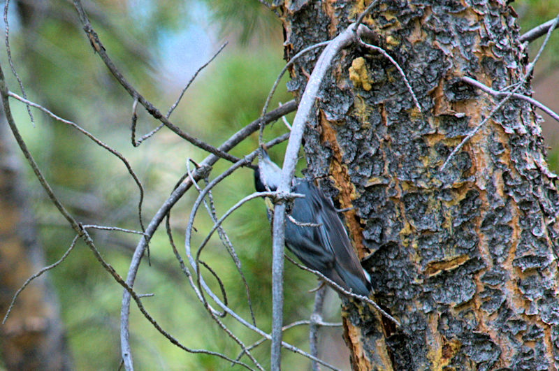 ムナジロゴジュウカラ 成鳥 （５態-3）　グランドレイク　コロラド州　米国　Grand Lake, Colorado, America　2013/06/30　Photo by Kohyuh