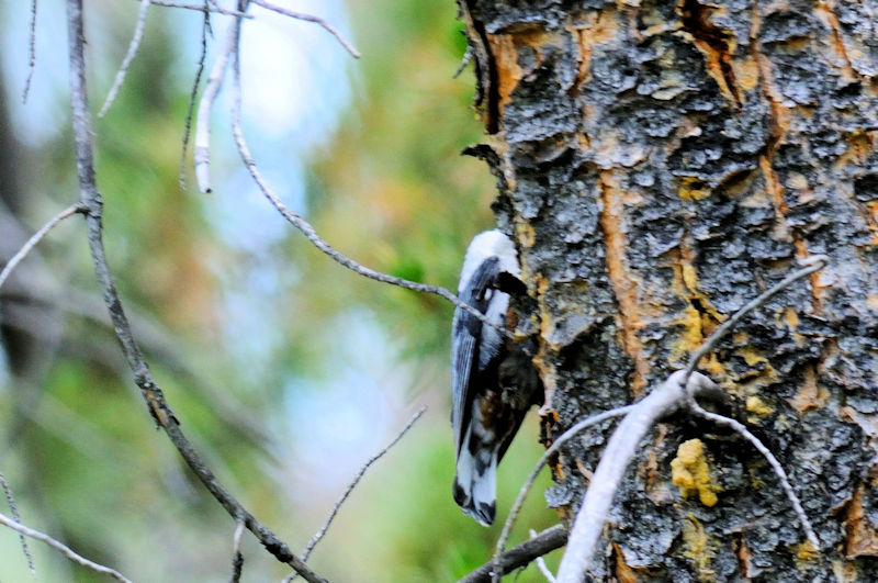 ムナジロゴジュウカラ 成鳥 （５態-4）　グランドレイク　コロラド州　米国　Grand Lake, Colorado, America　2013/06/30　Photo by Kohyuh