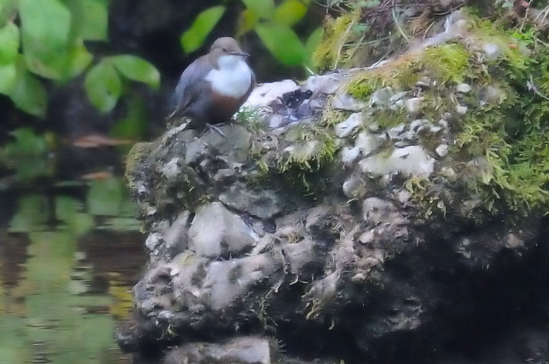 ムナジロカワガラス 成鳥 （２態-1）　ブレロ・ボスネ　サラエボ　ボスニア・ヘルツェゴビナ　Vrelo Bosne, Sarajevo, Bosnia and Herzegovina　2017/06/24　Photo by Kohyuh