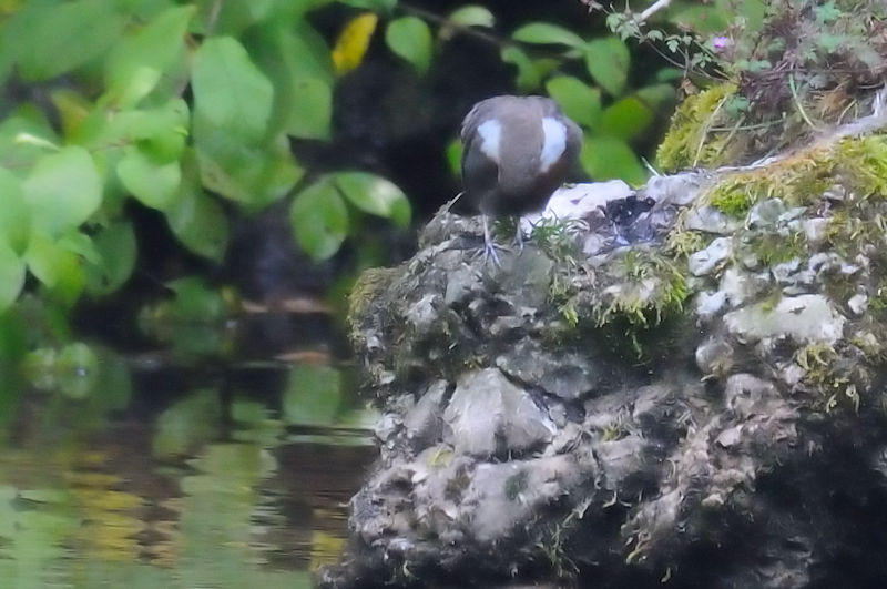 ムナジロカワガラス 成鳥 （２態-2）　ブレロ・ボスネ　サラエボ　ボスニア・ヘルツェゴビナ　Vrelo Bosne, Sarajevo, Bosnia and Herzegovina　2017/06/24　Photo by Kohyuh