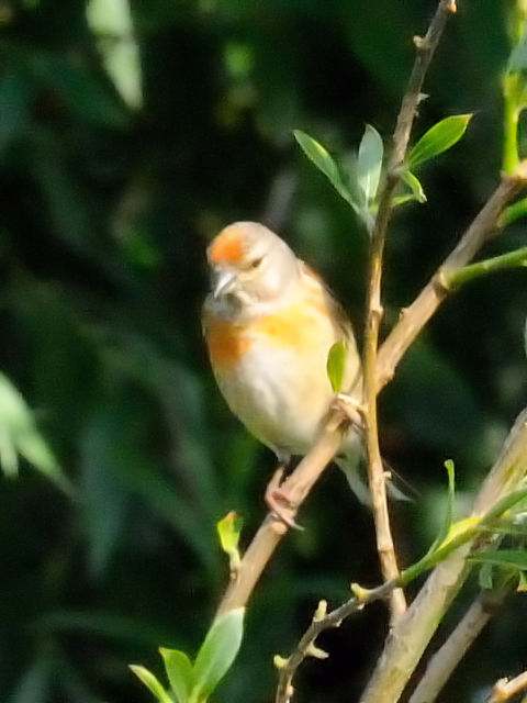 ① ムネアカヒワ ♂　レーペラール・プラッセン　オランダ　Lepelaarplassen, Netherlands　2011/06/04　Photo by Kohyuh