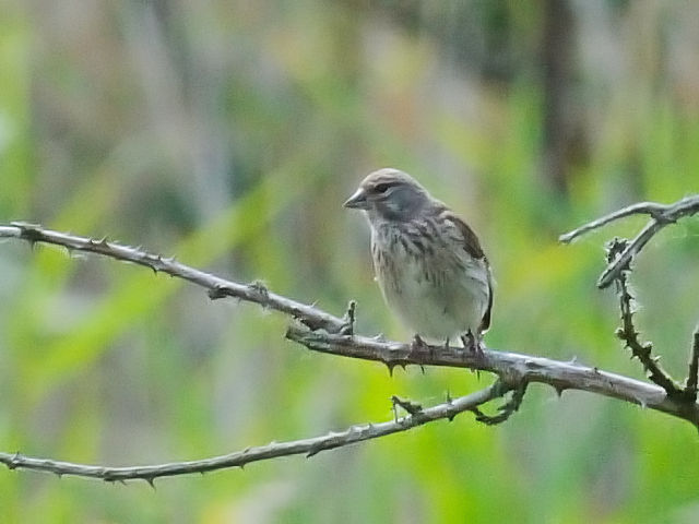 ⑤ ムネアカヒワ ♀　レーペラール・プラッセン　オランダ　Lepelaarplassen, Netherlands　2011/06/04　Photo by Kohyuh