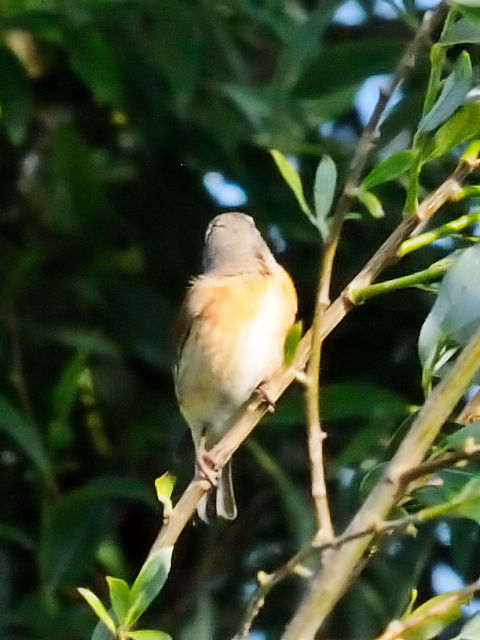 ② ムネアカヒワ ♂　レーペラール・プラッセン　オランダ　Lepelaarplassen, Netherlands　2011/06/04　Photo by Kohyuh