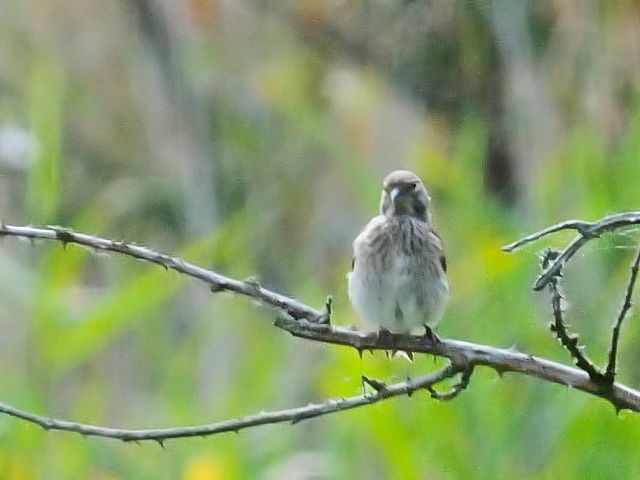 ⑥ ムネアカヒワ ♀　レーペラール・プラッセン　オランダ　Lepelaarplassen, Netherlands　2011/06/04　Photo by Kohyuh