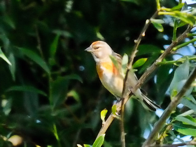 ③ ムネアカヒワ ♂　レーペラール・プラッセン　オランダ　Lepelaarplassen, Netherlands　2011/06/04　Photo by Kohyuh