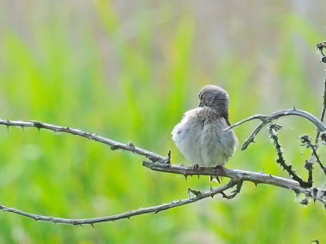 ⑦ ムネアカヒワ ♀　レーペラール・プラッセン　オランダ　Lepelaarplassen, Netherlands　2011/06/04　Photo by Kohyuh