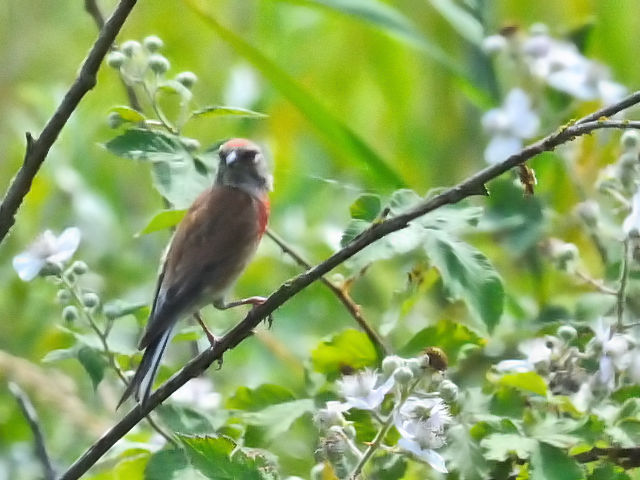 ④ ムネアカヒワ ♂　レーペラール・プラッセン　オランダ　Lepelaarplassen, Netherlands　2011/06/04　Photo by Kohyuh