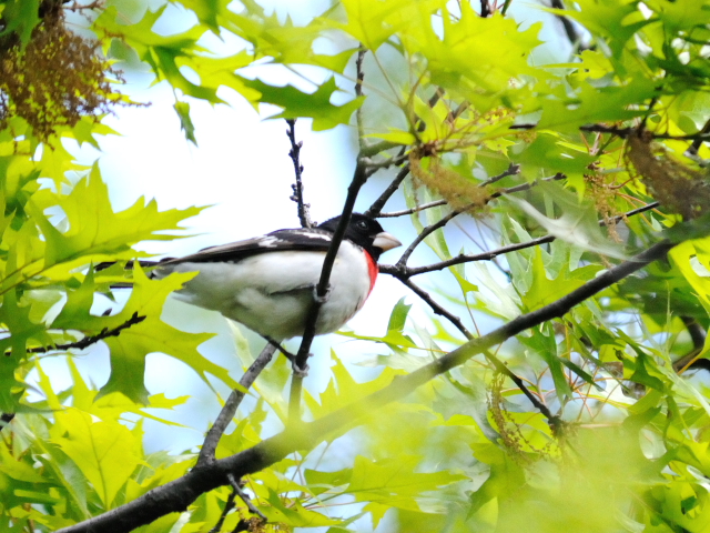 ① ムネアカイカル ♂　成鳥 セントラル・パーク 米国 Central park, Newyork, America 2013/05/13　Photo by Kohyuh