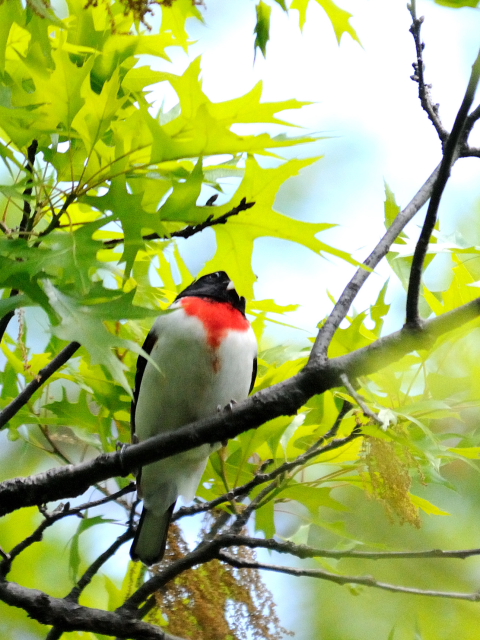 ② ムネアカイカル ♂　成鳥 セントラル・パーク 米国 Central park, Newyork, America 2013/05/13　Photo by Kohyuh