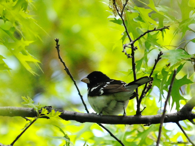 ③ ムネアカイカル ♂　成鳥 セントラル・パーク 米国 Central park, Newyork, America 2013/05/13　Photo by Kohyuh