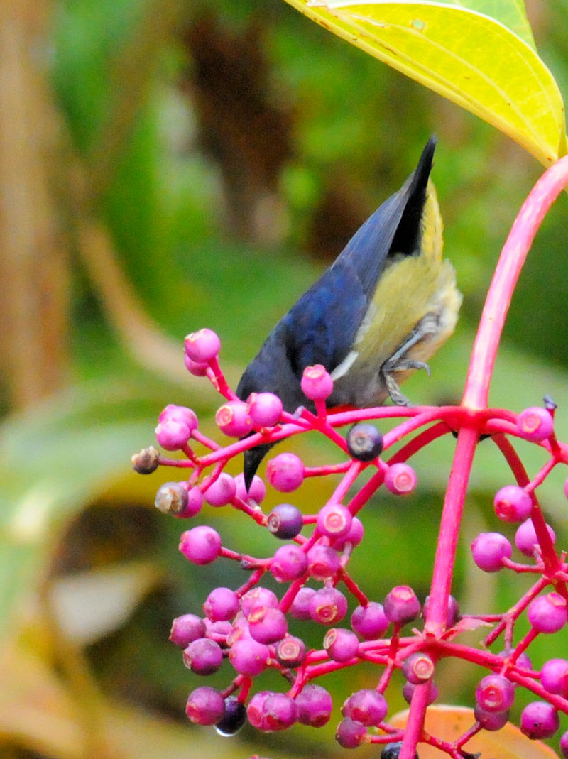 ムネアカノゴマ♂　成鳥（１０態）　キナバルパーク　サバ州　マレーシア　Kinabalu Park, Sabah, Malaysia　2018/02/15　Photo by Kohyuh