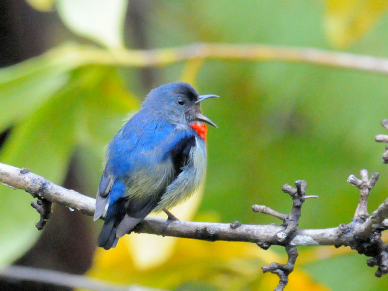 ムネアカノゴマ♂　成鳥（１０態）　キナバルパーク　サバ州　マレーシア　Kinabalu Park, Sabah, Malaysia　2018/02/15　Photo by Kohyuh