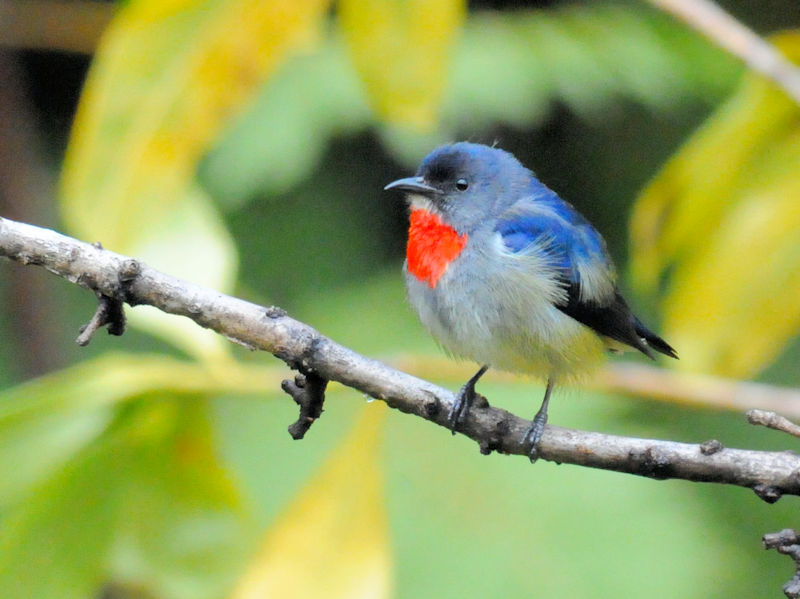 ムネアカノゴマ♂　成鳥（１０態）　キナバルパーク　サバ州　マレーシア　Kinabalu Park, Sabah, Malaysia　2018/02/15　Photo by Kohyuh