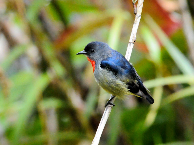 ムネアカノゴマ♂　成鳥（１０態）　キナバルパーク　サバ州　マレーシア　Kinabalu Park, Sabah, Malaysia　2018/02/15　Photo by Kohyuh