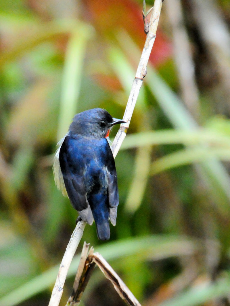 ムネアカノゴマ♂　成鳥（１０態）　キナバルパーク　サバ州　マレーシア　Kinabalu Park, Sabah, Malaysia　2018/02/15　Photo by Kohyuh