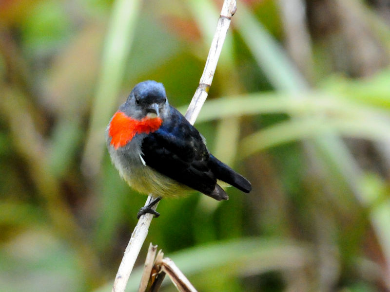 ムネアカノゴマ♂　成鳥（１０態）　キナバルパーク　サバ州　マレーシア　Kinabalu Park, Sabah, Malaysia　2018/02/15　Photo by Kohyuh