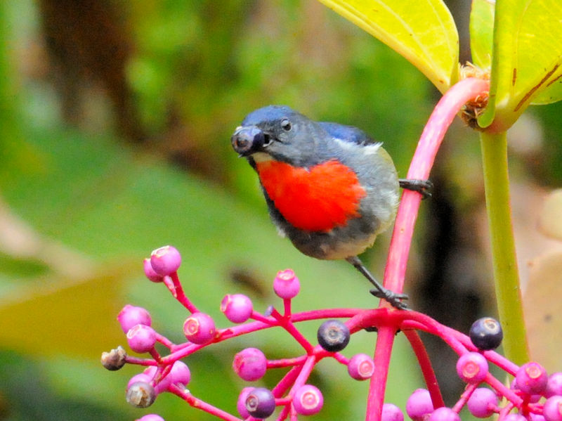 ムネアカノゴマ♂　成鳥（１０態）　キナバルパーク　サバ州　マレーシア　Kinabalu Park, Sabah, Malaysia　2018/02/15　Photo by Kohyuh