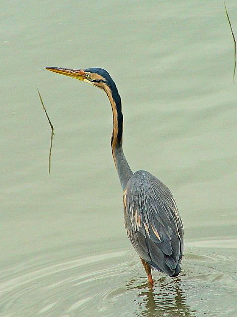 @ TLTM@@@J}Onс@tX@Camargue, France@2004/05/03@Photo by Kohyuh