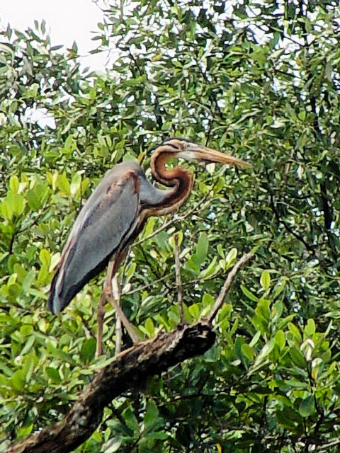 A TLTM@@XKCEu[nی@VK|[@Sungei Buloh Wetland Reserve, Singapore@2007/01/17@Photo by Kohyuh