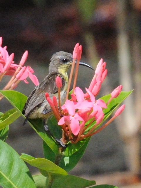 ① ムラサキタイヨウチョウ ♀　成鳥　クア桟橋　ランカウイ島　マレーシア　Kuah, Pulau Langkawi, Malaysia　2010/05/31　Photo by Kohyuh