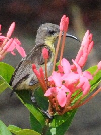 《ムラサキタイヨウチョウ》　写真はクリックで拡大する