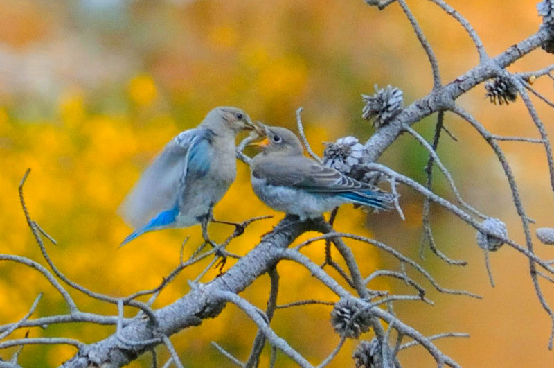 ムジルリツグミ（１７態）　イエローストーン国立公園　熱地帯　ワイオミング州　米国　Yellowstone National Park, Thermal Areas, Wyoming, USA　2013/07/06　Photo by Kohyuh