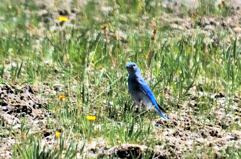 ムジルリツグミ（１７態）　イエローストーン国立公園　熱地帯　ワイオミング州　米国　Yellowstone National Park, Thermal Areas, Wyoming, USA　2013/07/06　Photo by Kohyuh