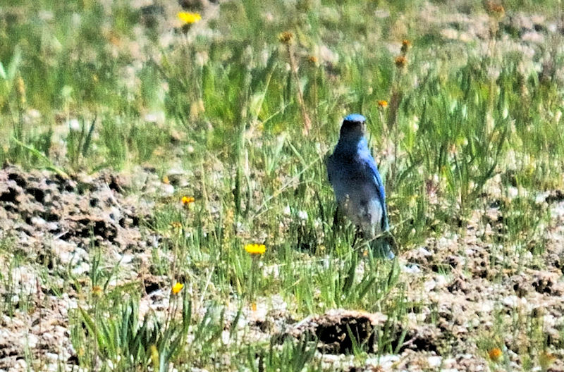 ムジルリツグミ（１７態）　イエローストーン国立公園　熱地帯　ワイオミング州　米国　Yellowstone National Park, Thermal Areas, Wyoming, USA　2013/07/06　Photo by Kohyuh