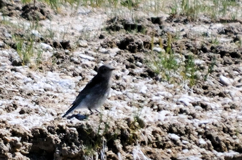 ムジルリツグミ（１７態）　イエローストーン国立公園　熱地帯　ワイオミング州　米国　Yellowstone National Park, Thermal Areas, Wyoming, USA　2013/07/06　Photo by Kohyuh