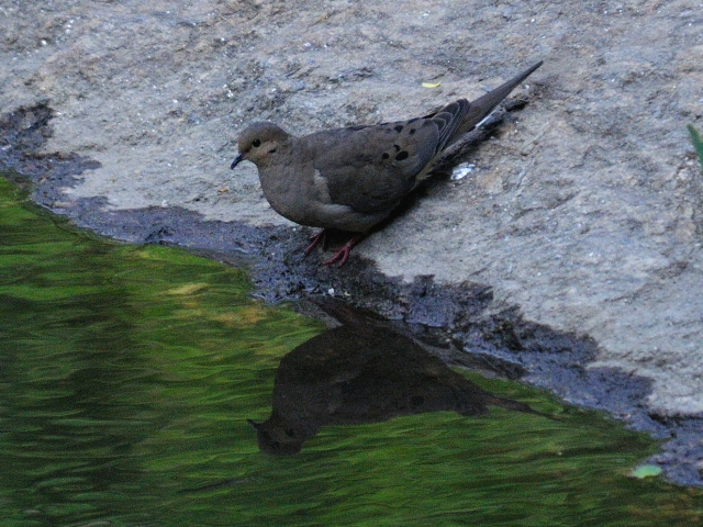 ① ナゲキバト　成鳥　セントラル・パーク　ニューヨーク　米国　Central park, Newyork, America　2013/05/13　Photo by Kohyuh