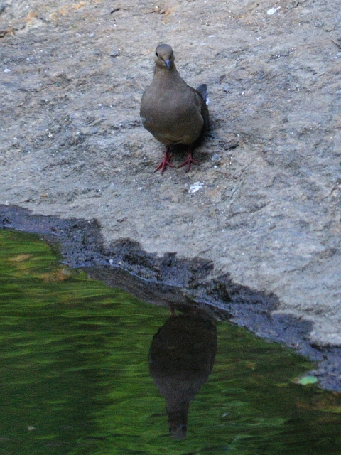 ② ナゲキバト　成鳥　セントラル・パーク　ニューヨーク　米国　Central park, Newyork, America　2013/05/13　Photo by Kohyuh