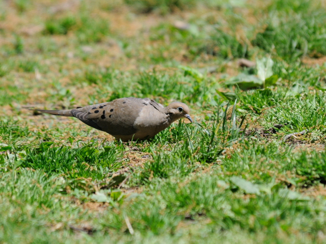 ③ ナゲキバト　成鳥　セントラル・パーク　ニューヨーク　米国　Central park, Newyork, America　2013/05/13　Photo by Kohyuh