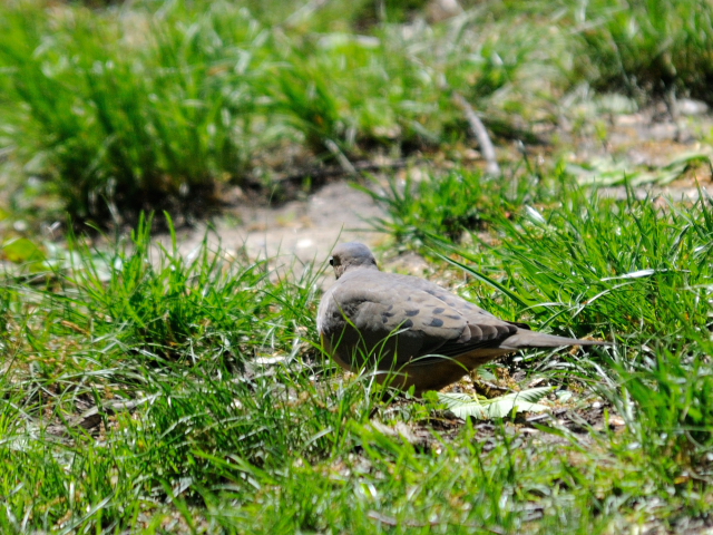 ④ ナゲキバト　成鳥　セントラル・パーク　ニューヨーク　米国　Central park, Newyork, America　2013/05/13　Photo by Kohyuh