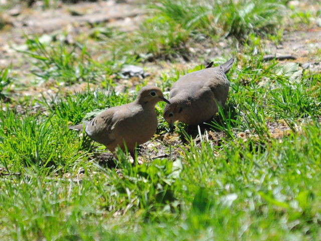 ⑤ ナゲキバト　成鳥　セントラル・パーク　ニューヨーク　米国　Central park, Newyork, America　2013/05/13　Photo by Kohyuh