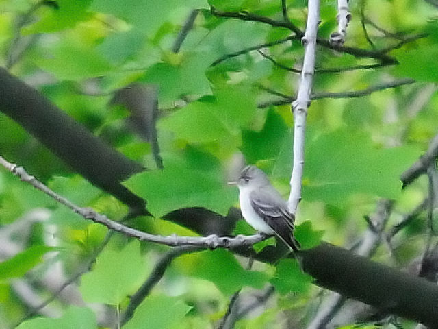 ① ナキヒタキモドキ　成鳥　セントラル・パーク　ニューヨーク　米国　Central park, Newyork, America　2013/05/13　Photo by Kohyuh