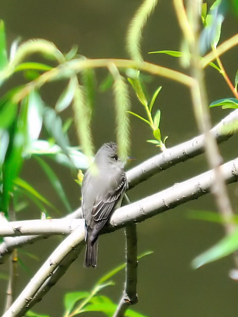 ② ナキヒタキモドキ　成鳥　セントラル・パーク　ニューヨーク　米国　Central park, Newyork, America　2013/05/13　Photo by Kohyuh