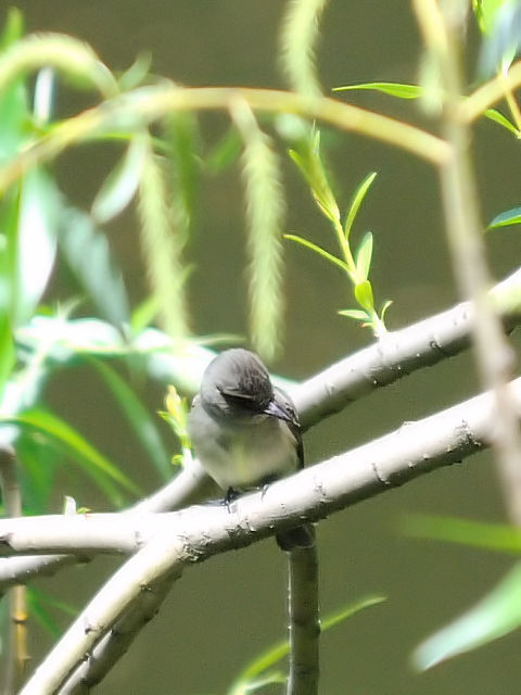 ③ ナキヒタキモドキ　成鳥　セントラル・パーク　ニューヨーク　米国　Central park, Newyork, America　2013/05/13　Photo by Kohyuh