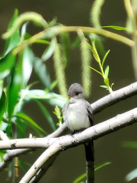 ④ ナキヒタキモドキ　成鳥　セントラル・パーク　ニューヨーク　米国　Central park, Newyork, America　2013/05/13　Photo by Kohyuh