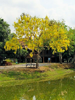 ioTCJ`@ Ayutthaya, Thailand@2005/04/14@Photo by Kohyuh