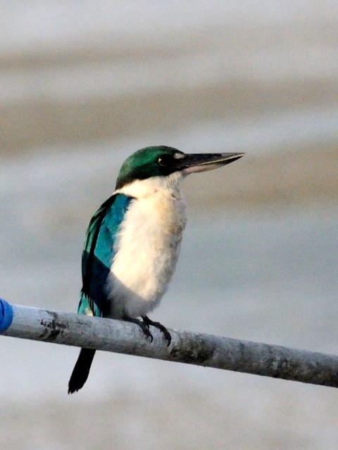 ① ナンヨウショウビン　成鳥　クア　ランカウイ島　マレーシア　Kua, Pulau Langkawi, Malaysia　2010/05/31　Photo by Kohyuh